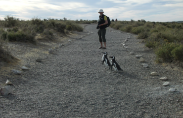 walking penguins